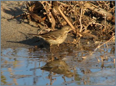 american pipit 2.jpg