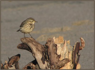 american_pipit_-_1207