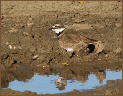 kildeer 2.jpg