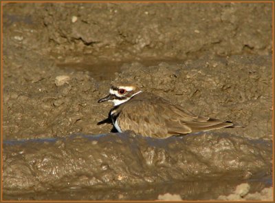 kildeer 4.jpg