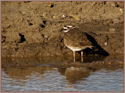kildeer_-_1207
