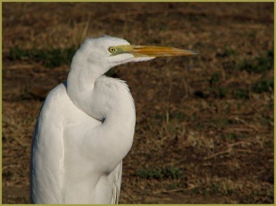 great_egret_-_1207
