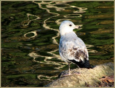 gulls_-_1207