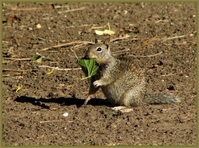 small_mammals