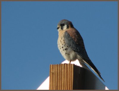 kestrel male.jpg