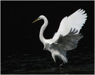 great egret wings.jpg
