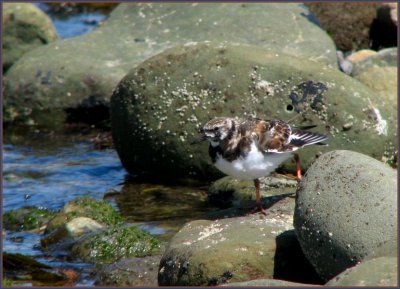 ruddy turnstone.jpg