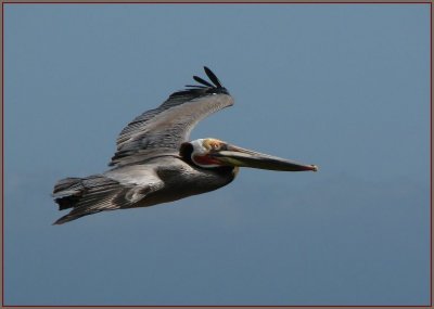 pelican in flight.jpg