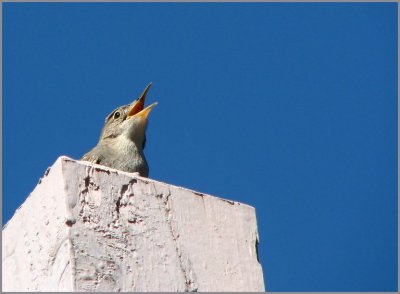 house_wren_-_0408