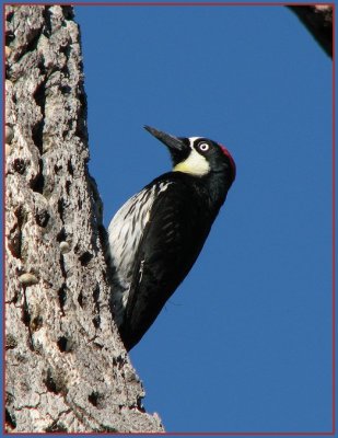 acorn_woodpecker_-_0408