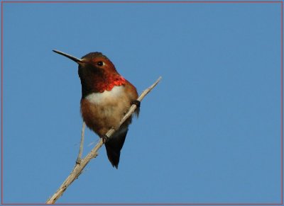 allens_hummingbird_-_0408