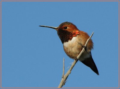 allens_hummingbird_-_0408