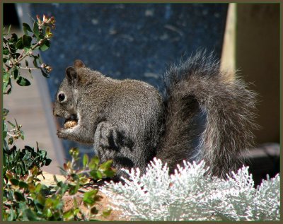 gray squirrel eating snail.jpg