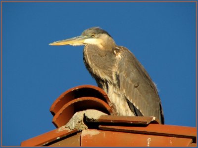 gbh from la quinta 1207.jpg