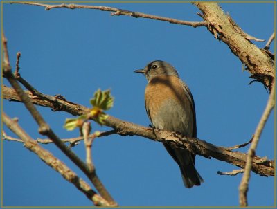 female bluebird.jpg