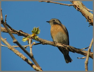 female bluebird 2.jpg