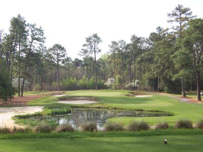 Pine_Needles_01.JPG