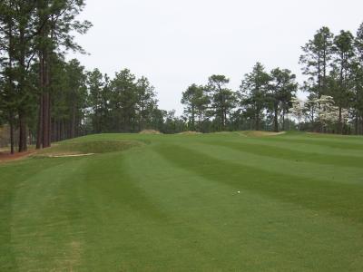 Pine_Needles_03.JPG