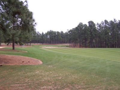 Pine_Needles_04.JPG
