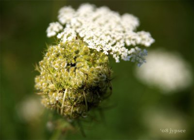two queen anne's lace flowers