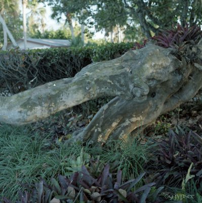 the alligator tree at bokeelia
