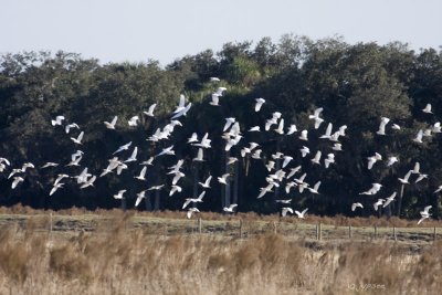 flock of cattle egret