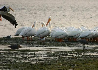 american white pelicans. at dusk