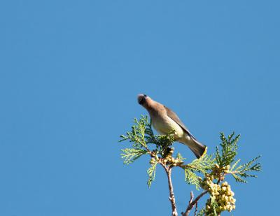 g3/22/364822/3/48416915.curiouswaxwing.jpg