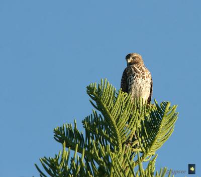 beautiful red shoulered hawk with a good lens