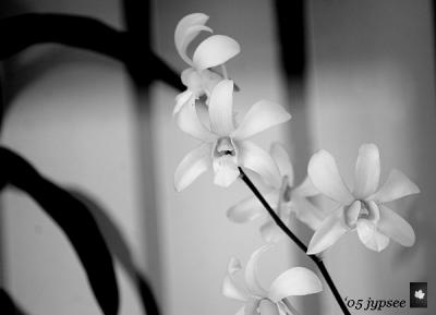 dendrobium in black and white