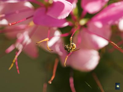 high wire bee