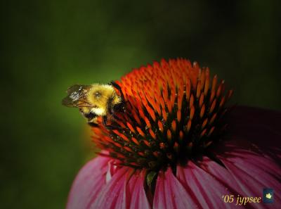 on the coneflower