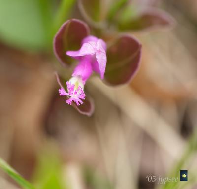 polygala orchid