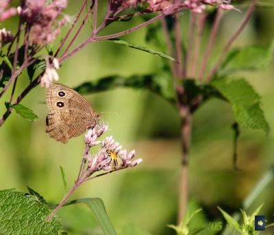 large wood nymph ventral view