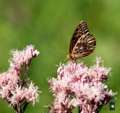 great spangled fritillary ventral view