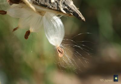 milkweed seeds in the sun