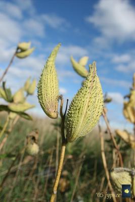 milkweed pods against a crisp fall sky
