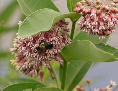 milkweed flower and bee