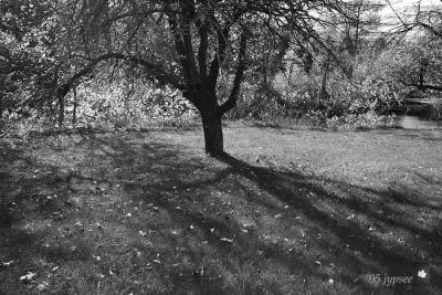 shadows in the orchard