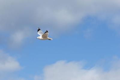 blue sky with gull