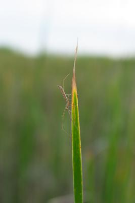 green spider on marsh grass