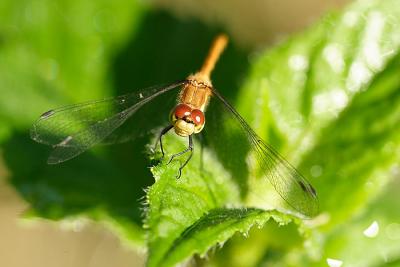 green leaf with dragonfly