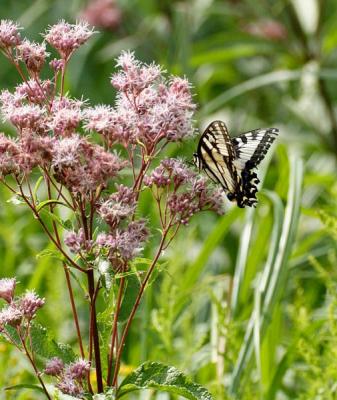 yellow swallowtail