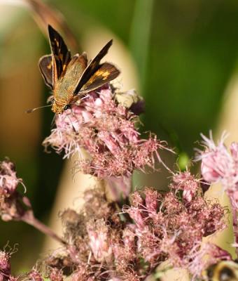 long dash skipper