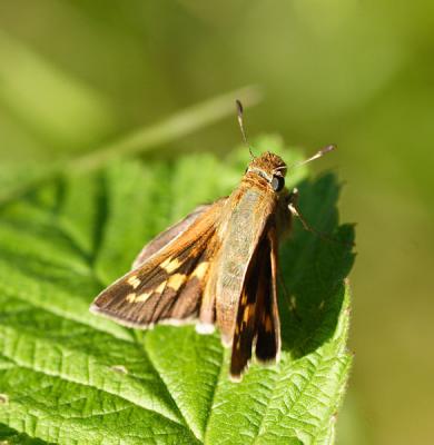 long dash skipper dorsal view