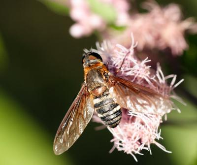 g3/22/364822/3/55405433.syrphid.jpg
