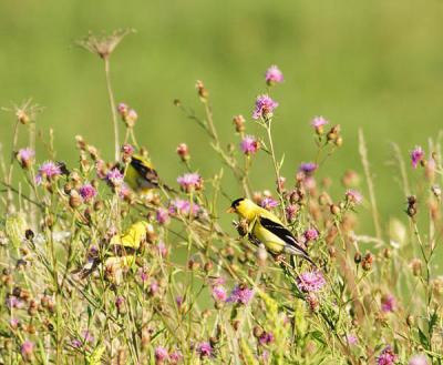 goldfinches three