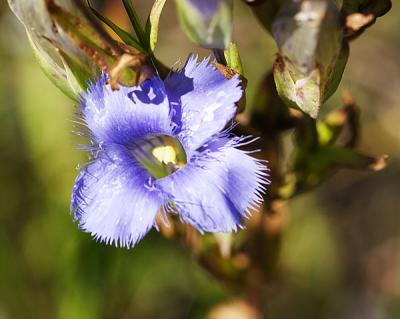 finged gentian blossom