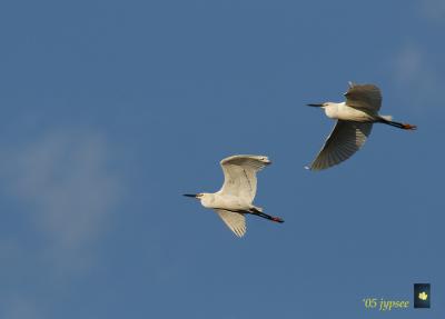 snowy egrets flying in to roost