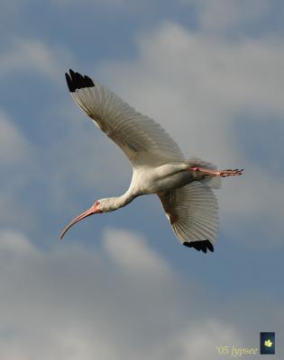 white ibis flying overhead